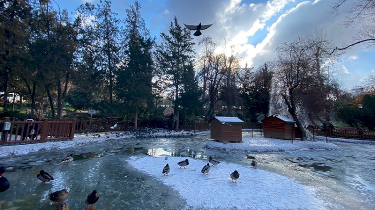 Başkentin simgesi Kuğulu Park buz tuttu
